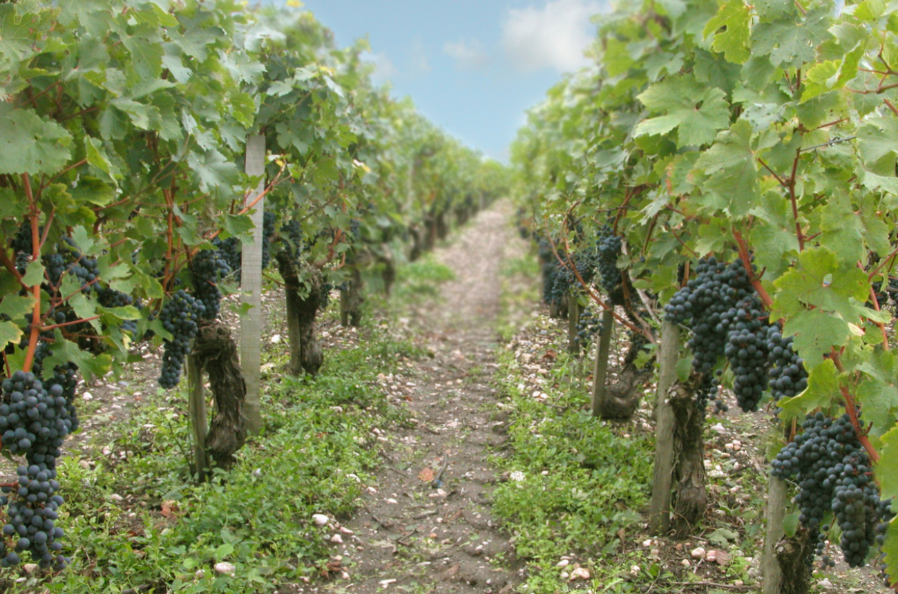 Weinreben des Pauillac